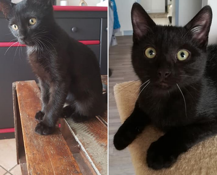 2 belles adoptions cette semaine pour nos 2 petits noirauds