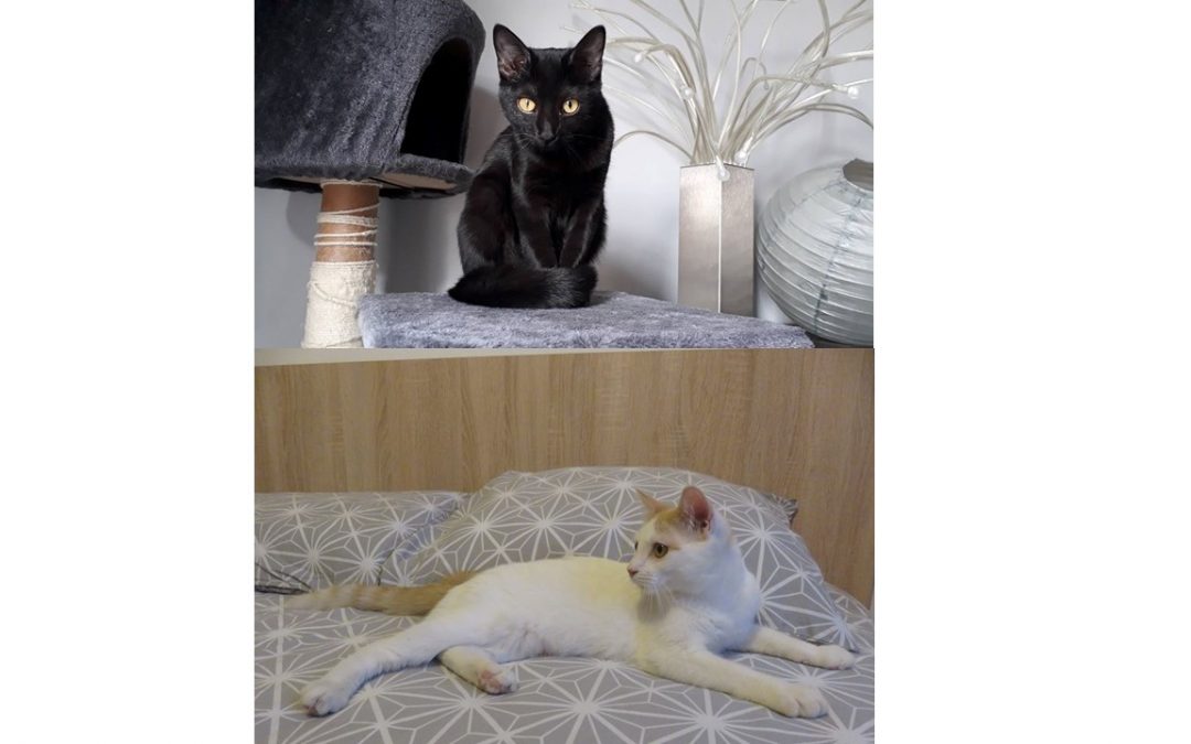Les 2 premières adoptions de décembre