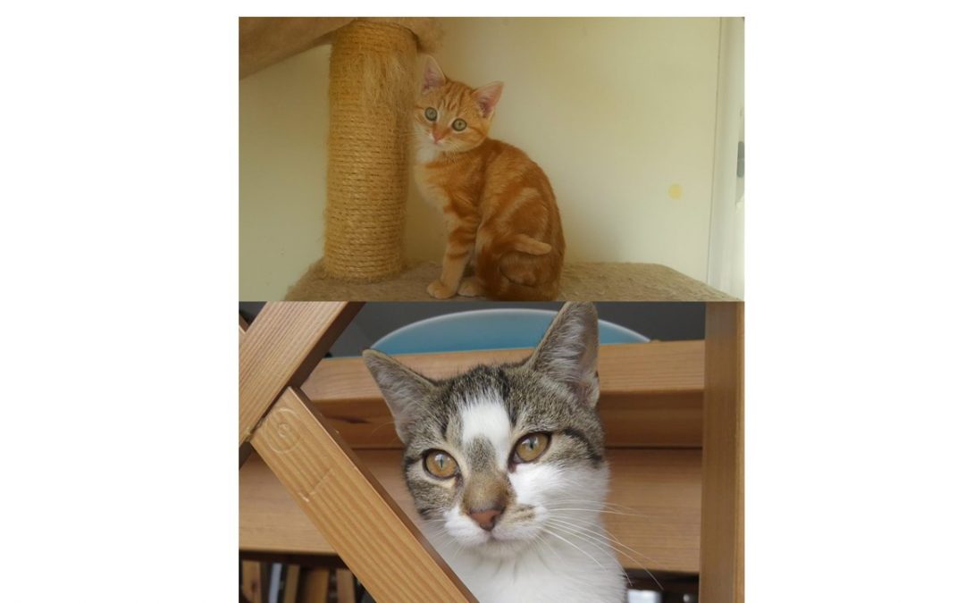 2 jolies demoiselles ont trouvé leur famille
