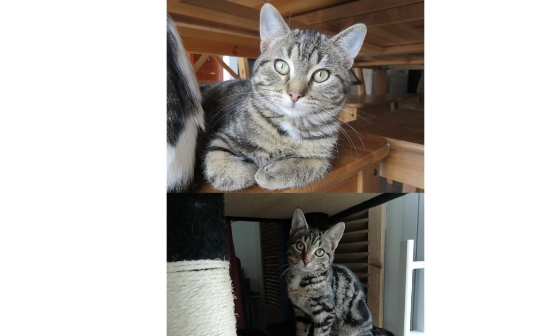 Une très belle double adoption