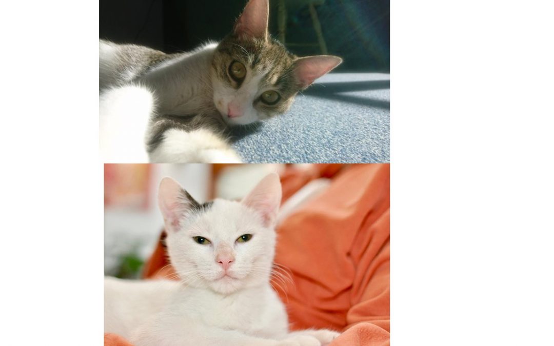 2 nouvelles adoptions pour cette fin de semaine