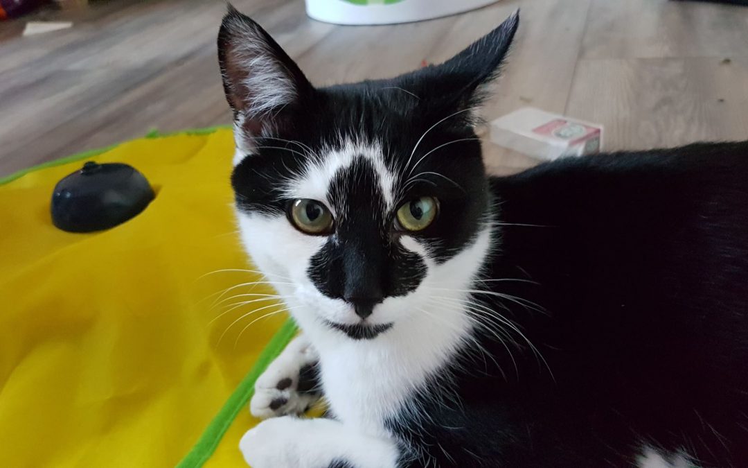 La belle frimousse d&rsquo;Aladin a fait craquer son adoptante