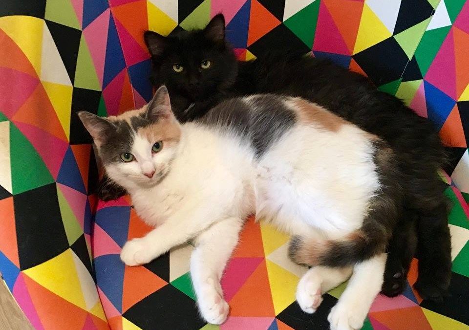 Et les adoptions continuent !