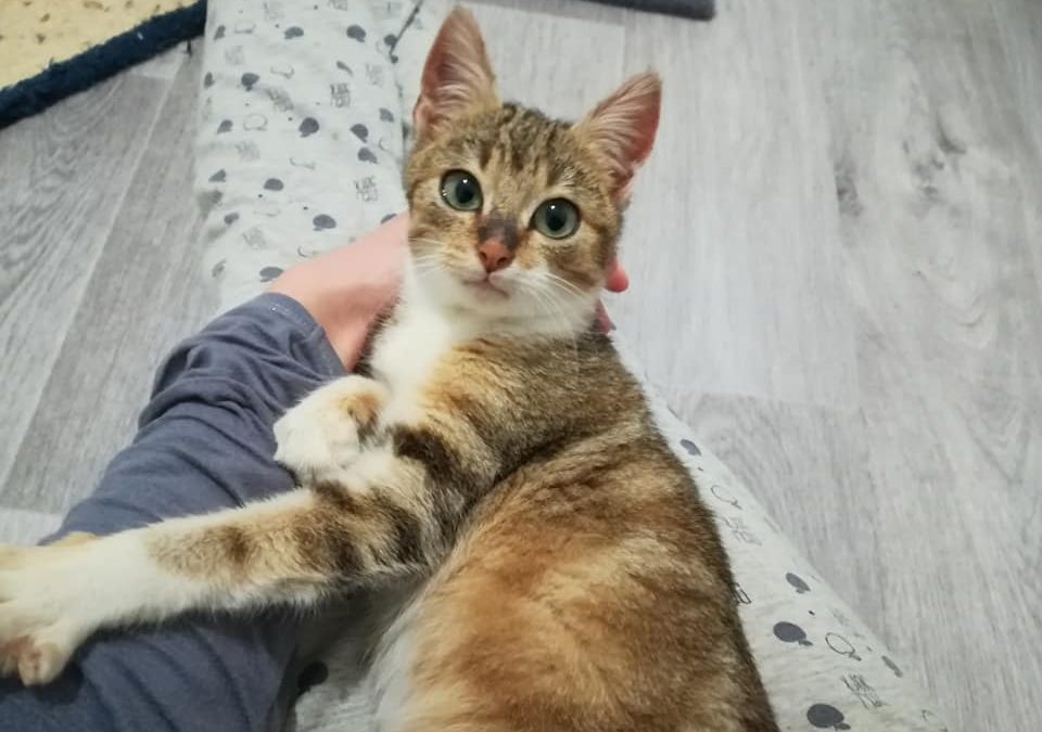 Notre petite Penny a des soucis de santé