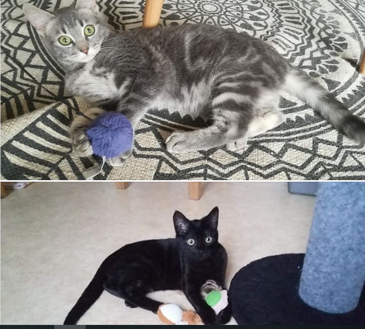 Deux nouvelles adoptions en ce mois de janvier 2019