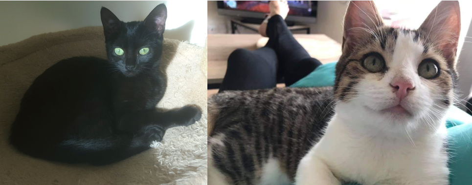 Et deux nouvelles adoptions ce soir