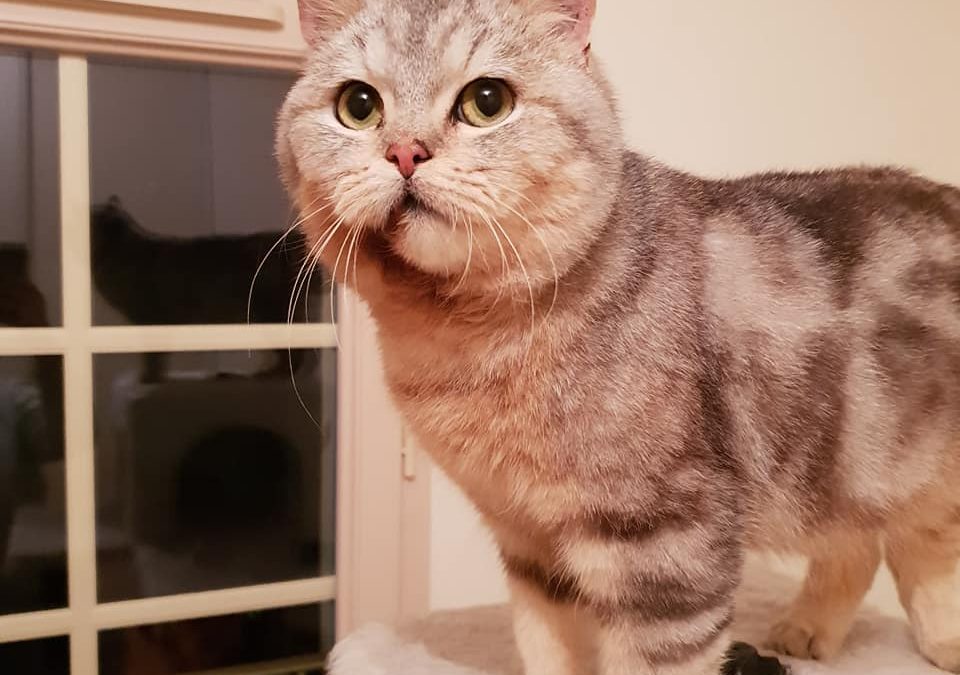 Sid le charmeur a fait craquer sa nouvelle famille