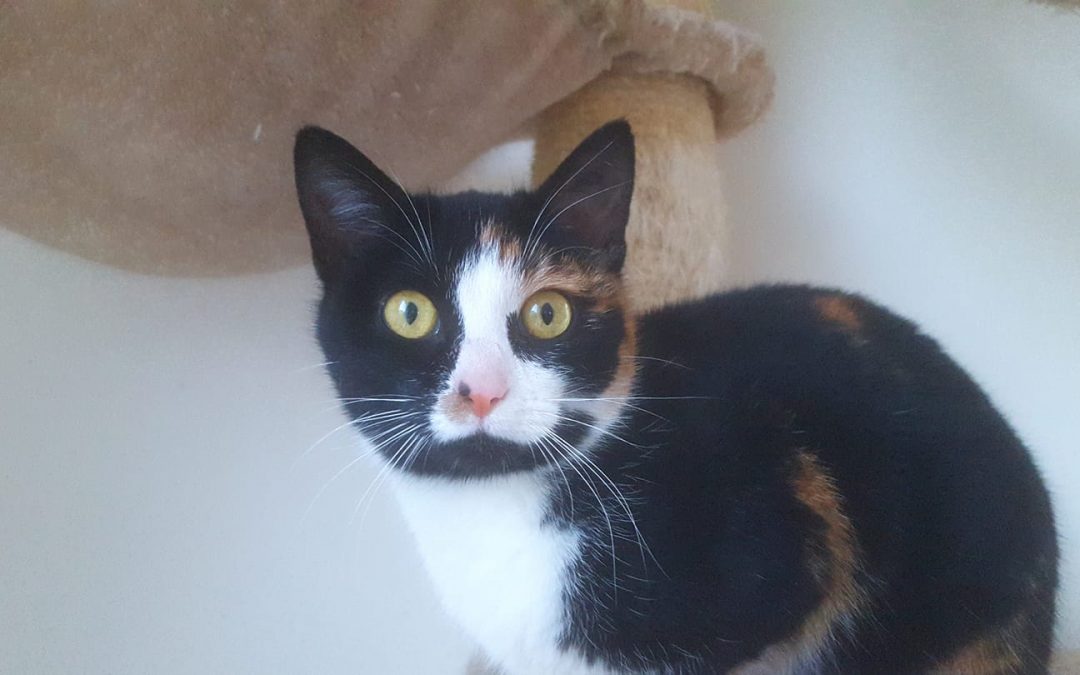 Notre timide Opi adoptée