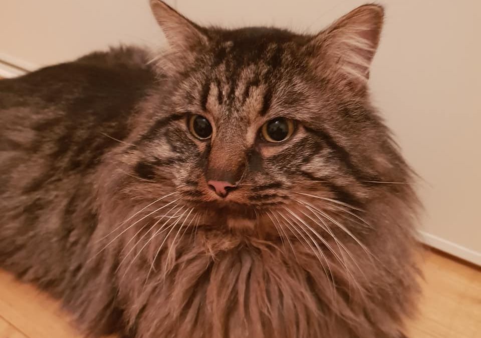 Ce soir notre gros poilu a trouvé sa nouvelle famille