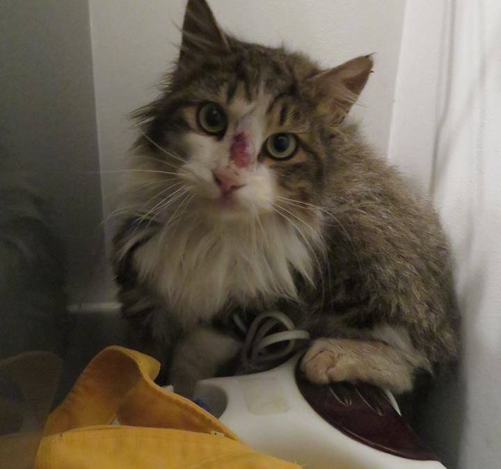 Sos : une nouvelle boule de poils sortie de la rue