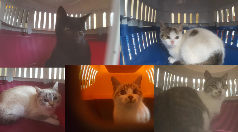 5 chatons sortis de la rue