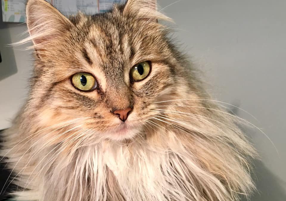 Une très belle adoption