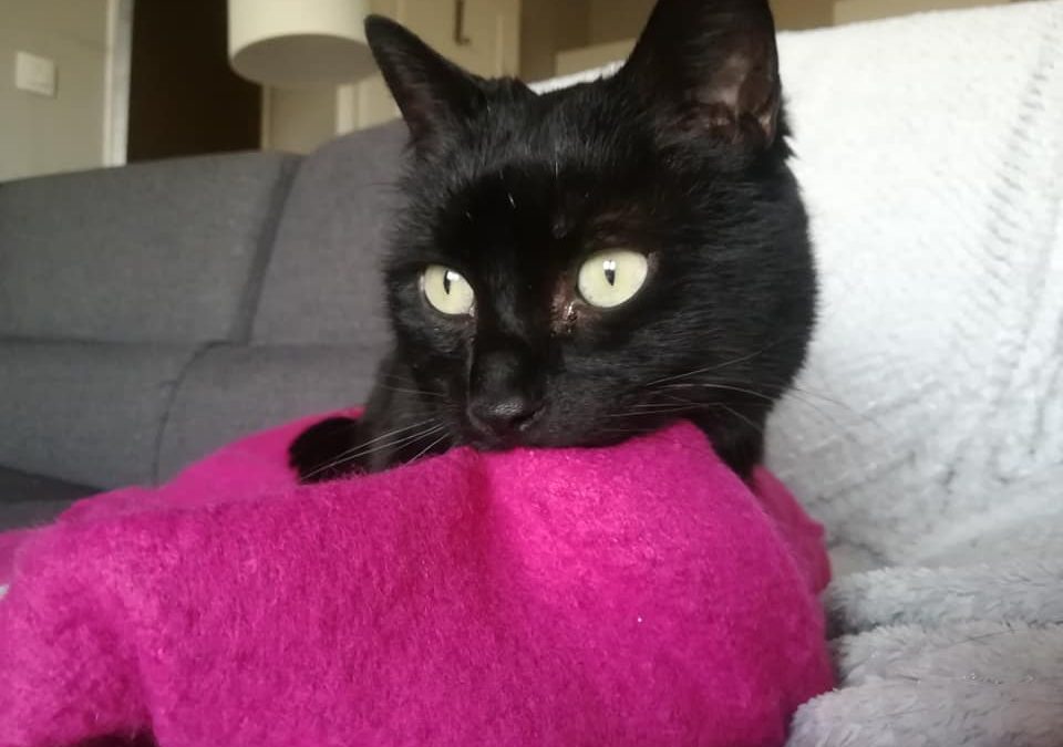 Aujourd&rsquo;hui une adoption toute particulière!