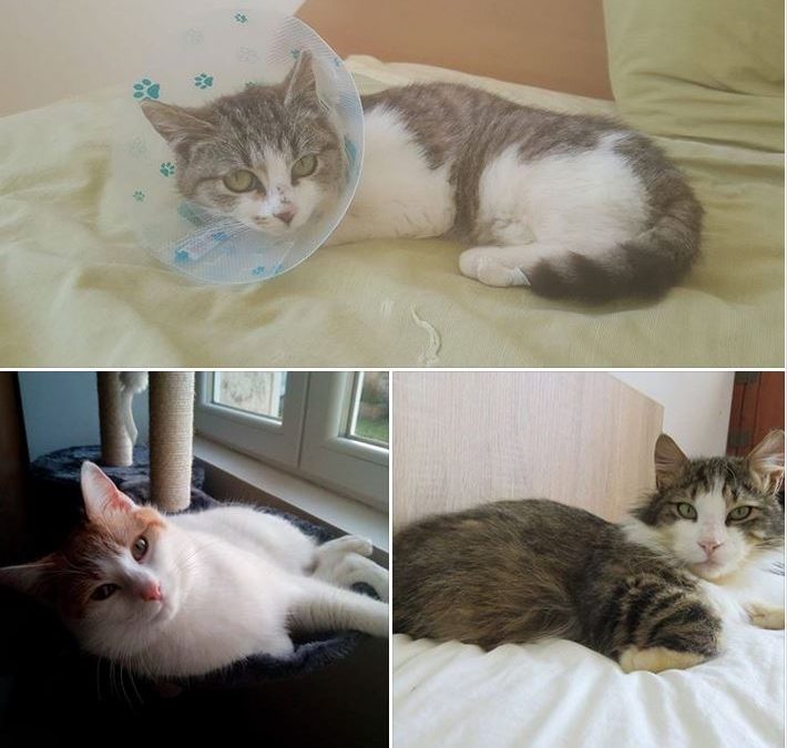 Des nouvelles de 3 de nos petits protégés