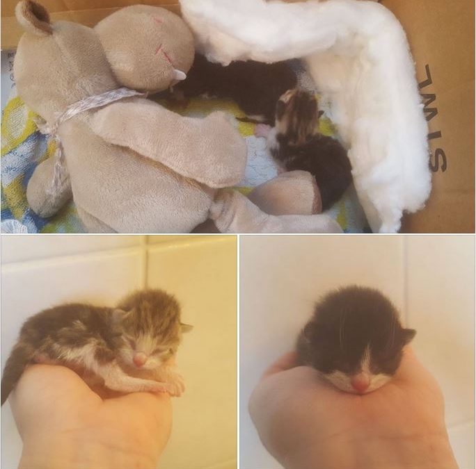 Premier SOS de nouveaux nés chatons