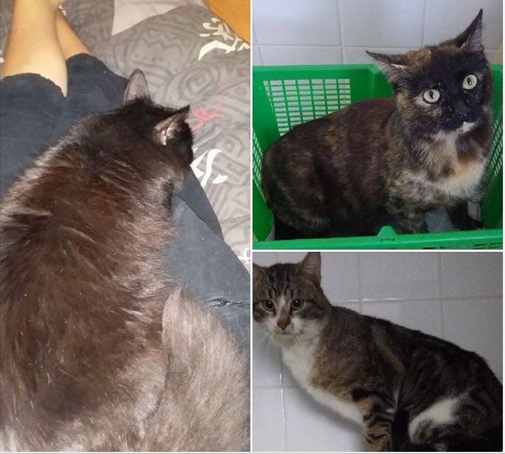 Encore 3 boules de poils sorties de la fourrière