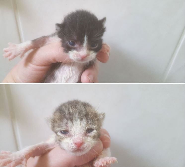 Des nouvelles de nos deux petits bouts de choux