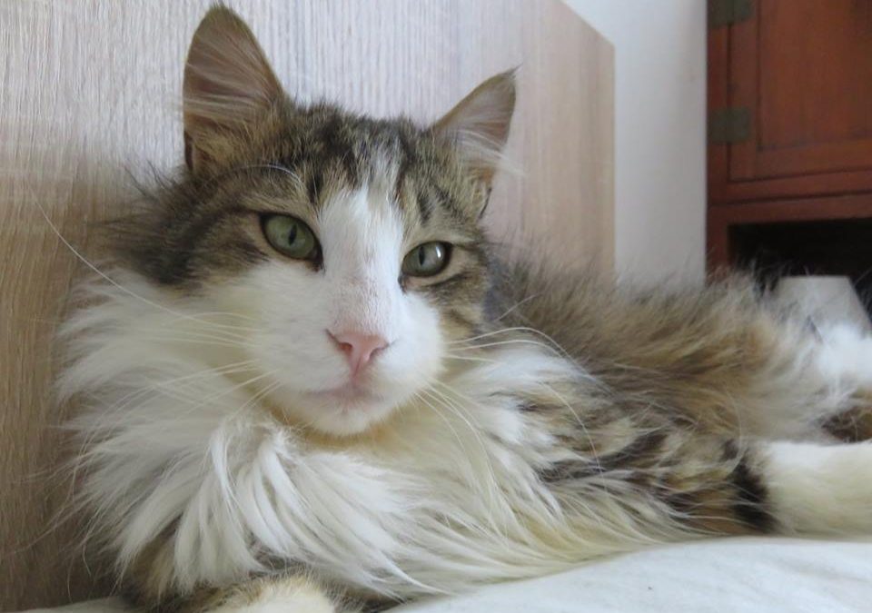 Crunchy a rejoint sa nouvelle famille