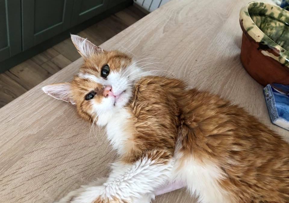 Triste nouvelle ce soir, Tigrou nous a quitté