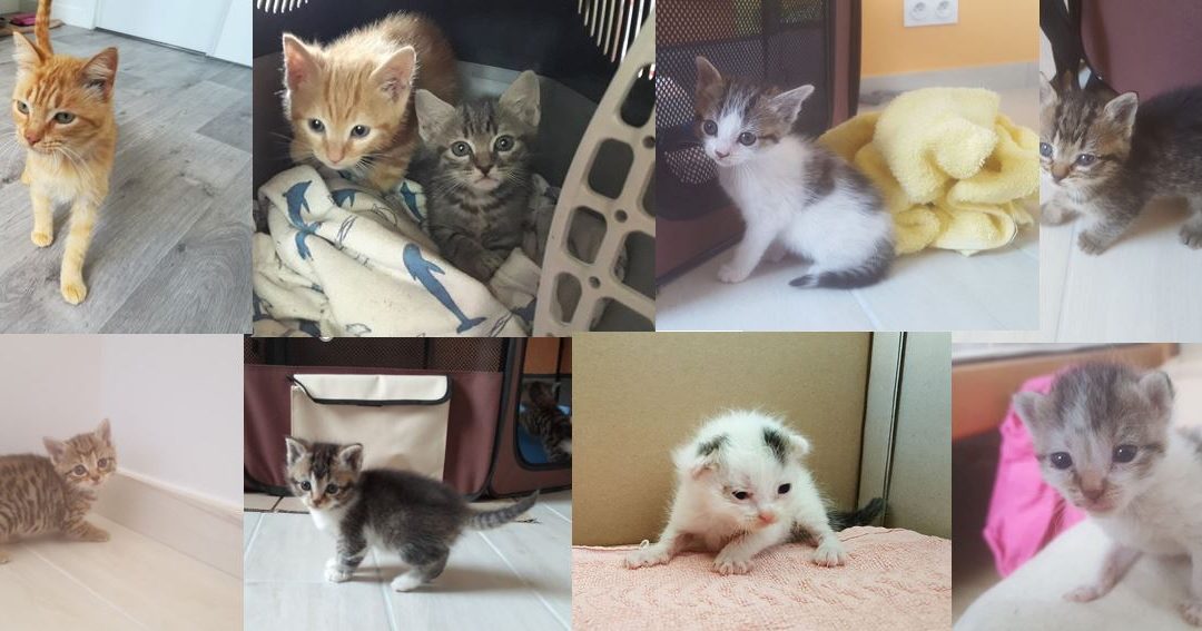 9 nouveaux chats pris en charge aujourd&rsquo;hui