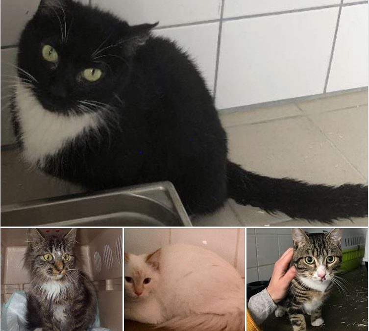 8 chats ont rejoint l&rsquo;assocation ce soir