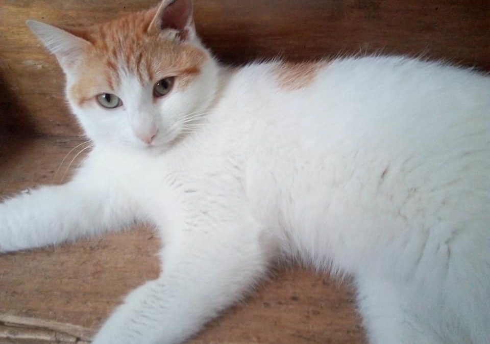 Un week-end qui commence par une belle adoption