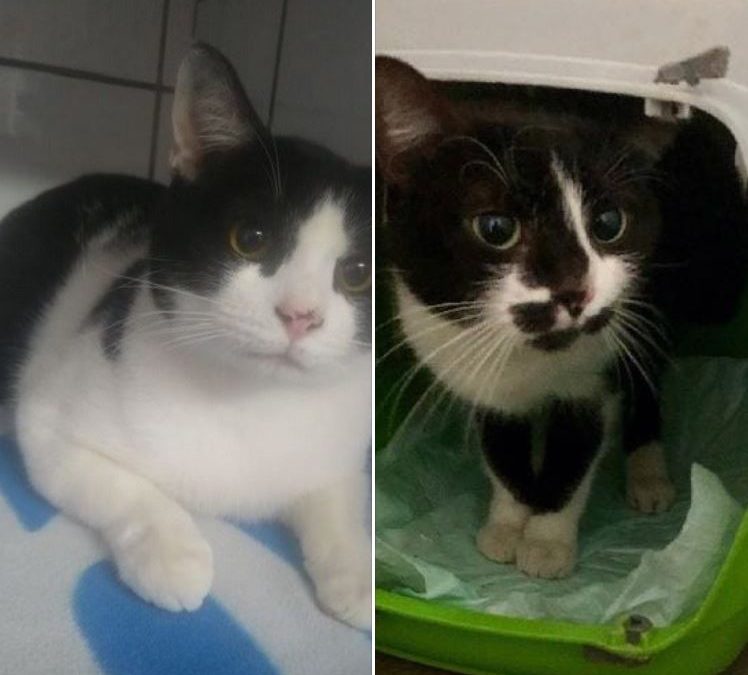 Deux noirs et blancs ont rejoint leur famille d&rsquo;accueil