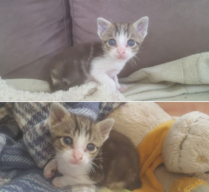 BB Simon a 1 mois