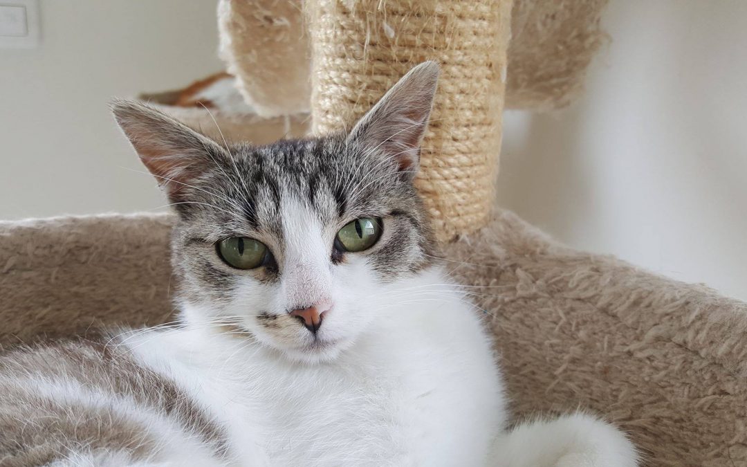 Une adoption très attendue