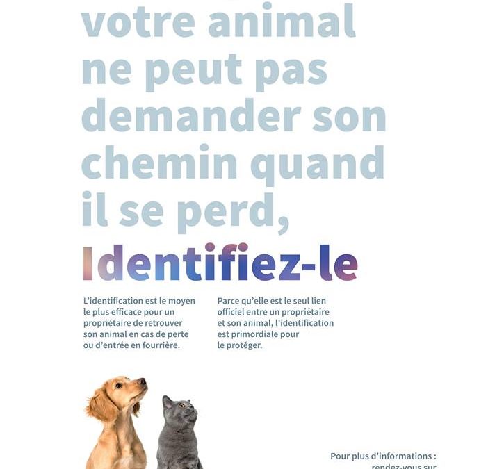L&rsquo;identification est avant tout un beau geste envers son animal en plus d&rsquo;être obligatoire