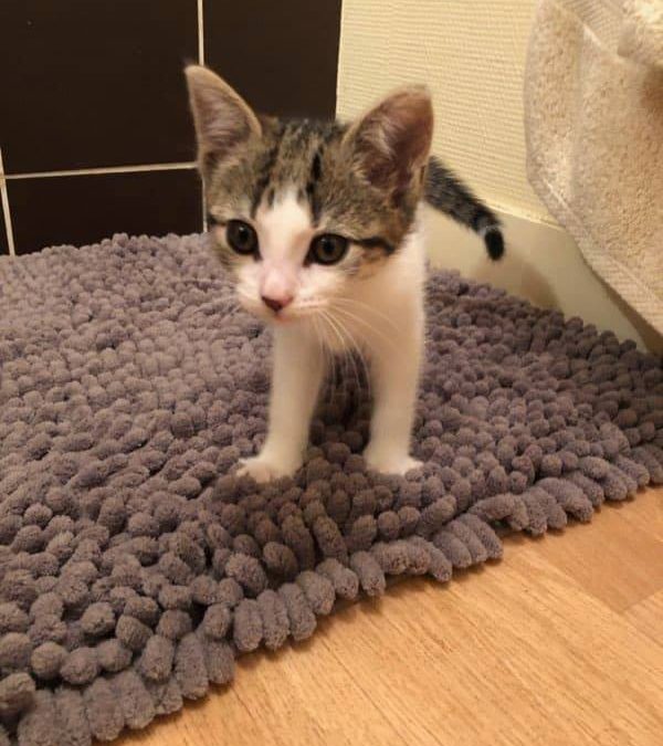 La première des 4 chatonnes a trouvé sa famille
