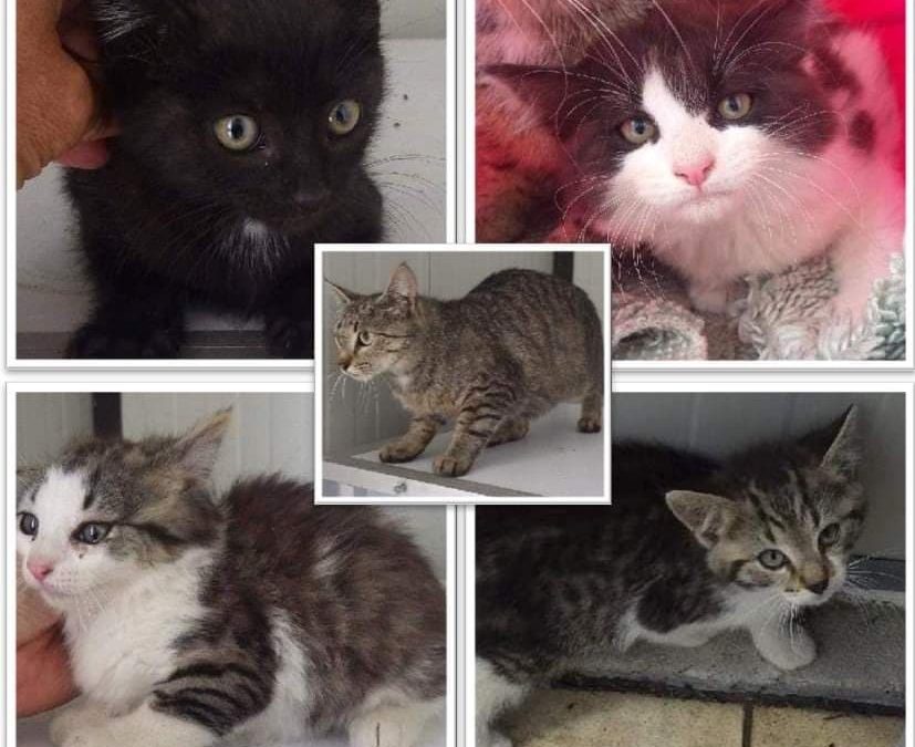 Quelle tristesse : 2 minettes avec leurs bébés se retrouvent à la fourrière !!