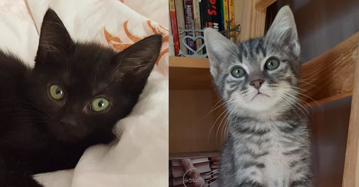Et encore deux belles adoptions pour ce week-end !