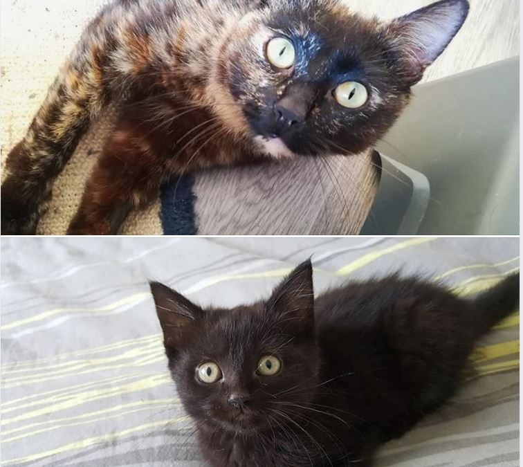 Deux nouvelles adoptions aujourd&rsquo;hui
