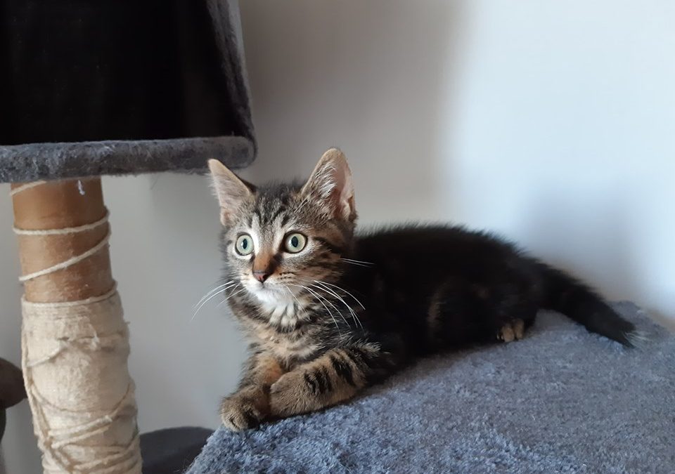 Une jolie adoption dimanche