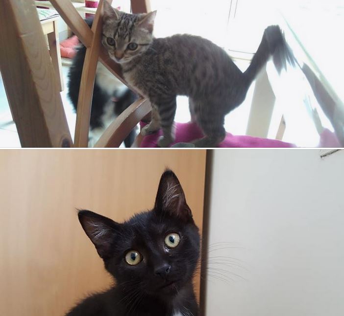 Deux chatons ont rejoint leur nouvelle famille respective ce week-end