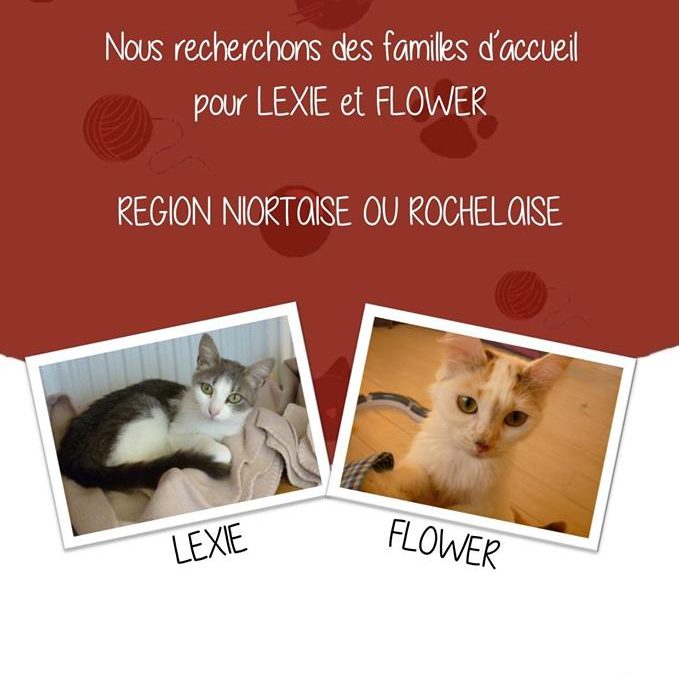 URGENT – recherchons famille d&rsquo;accueil pour Lexie et Flower