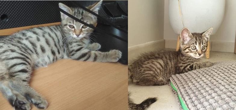 Une double adoption pour commencer le mois d&rsquo;août