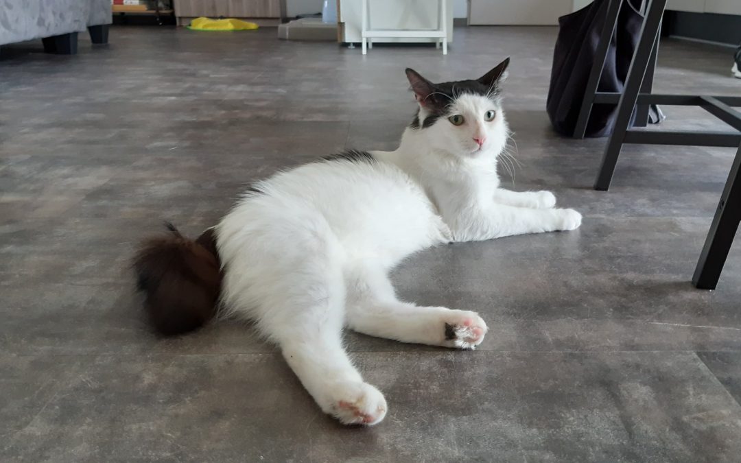 Le week-end se termine par une belle adoption