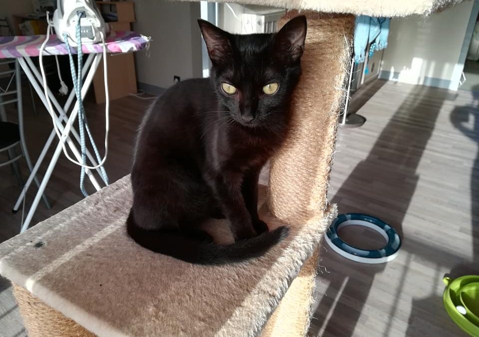 Une adoption toute particulière