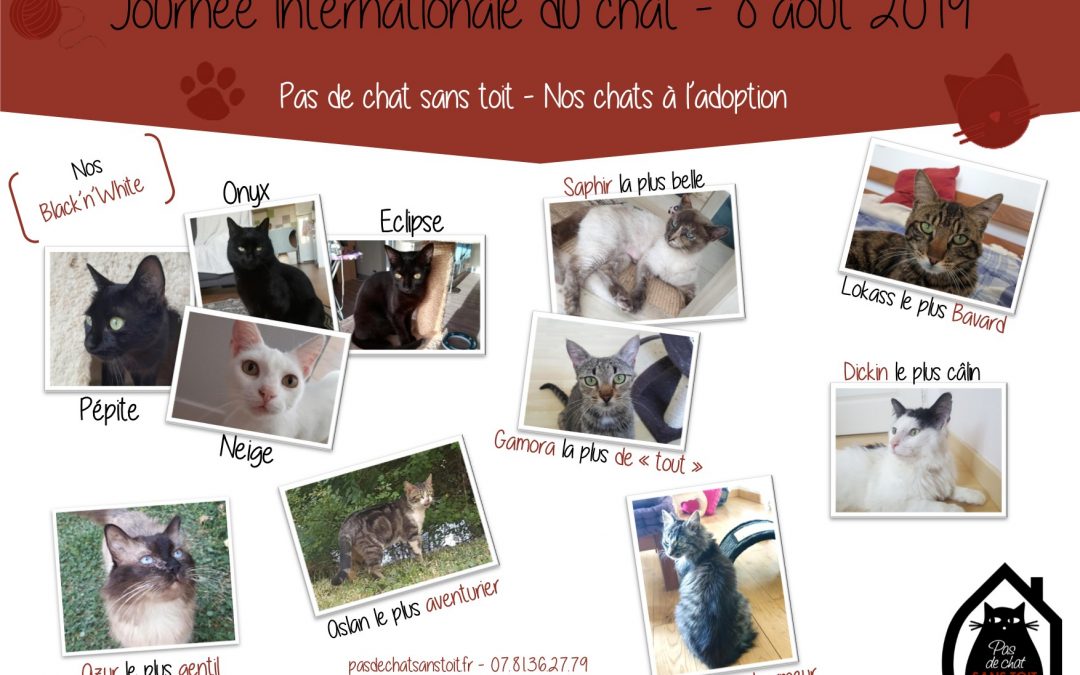 Le 8 août est la journée internationale du chat !