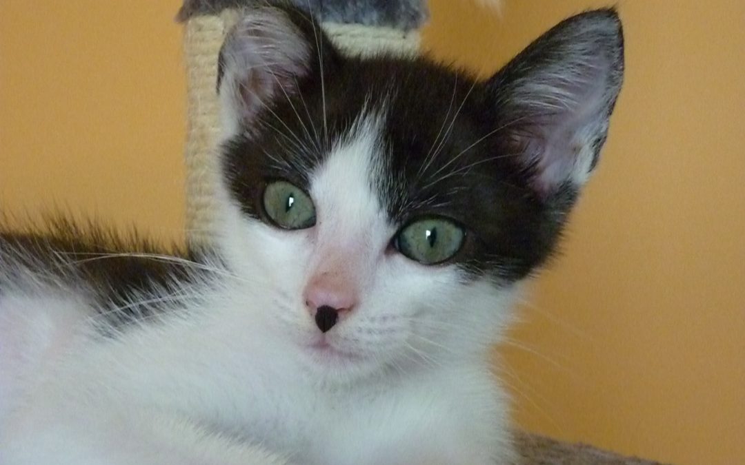 Le week-end commence par une jolie adoption attendue