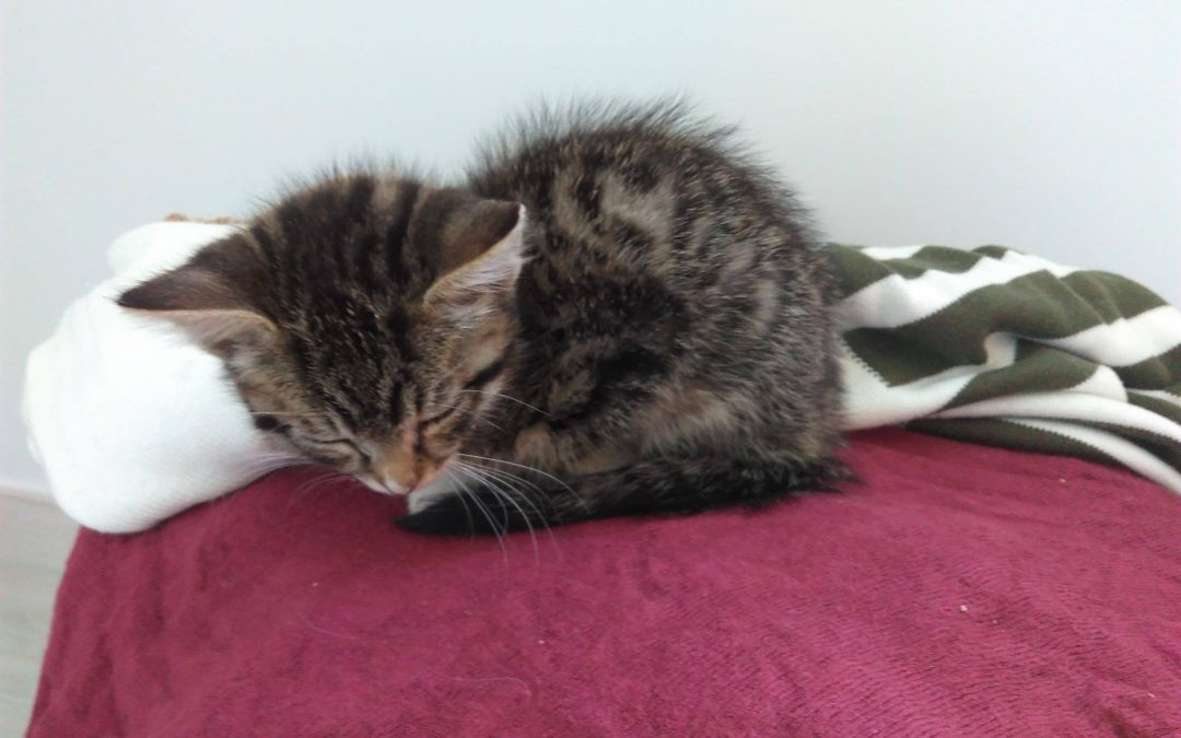 Des nouvelles du chaton pris en charge la semaine dernière