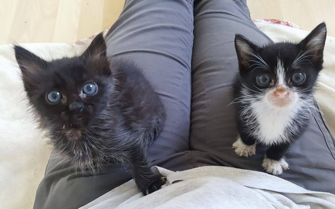 Des nouvelles de nos tous petits derniers chatons pris en charge