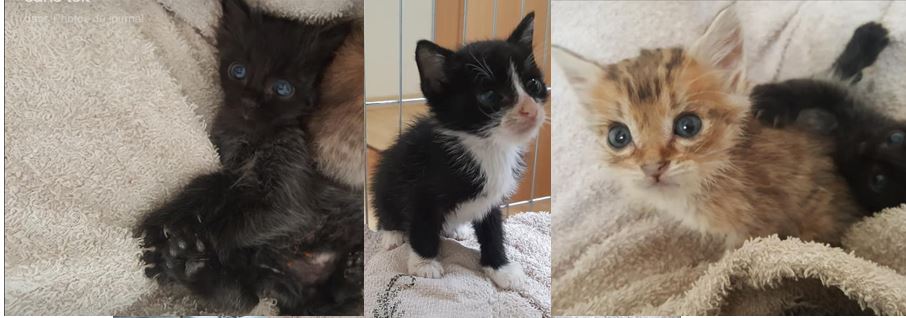 Les 3 tous petits derniers pris en charge
