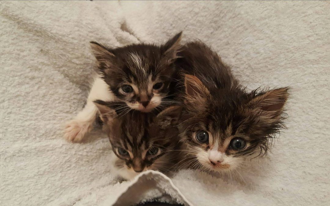 Première soirée des BB chatons au chaud