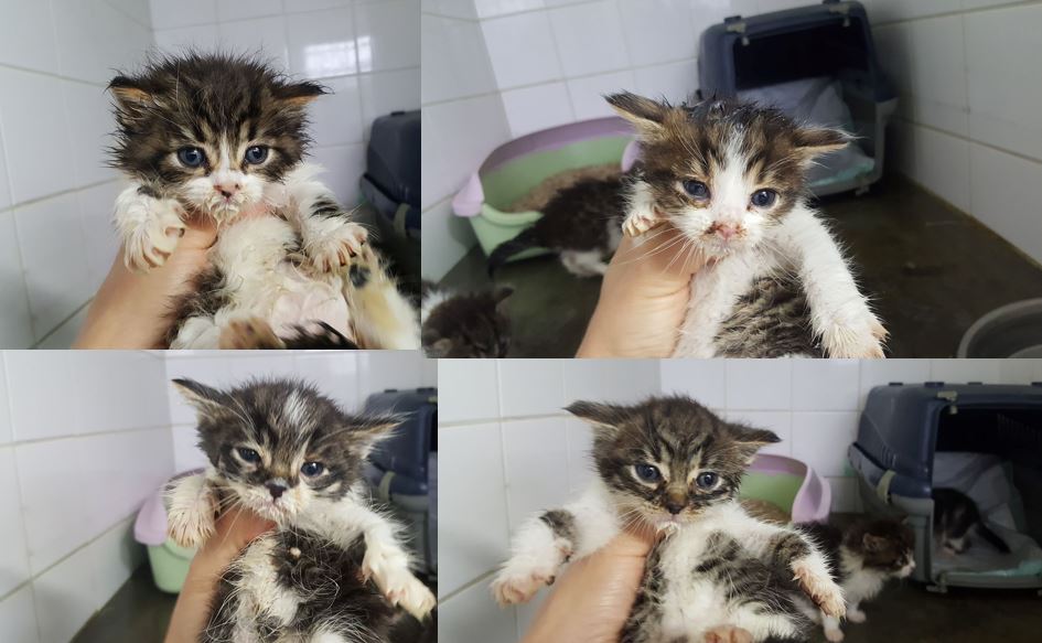 Les BB chatons réservés
