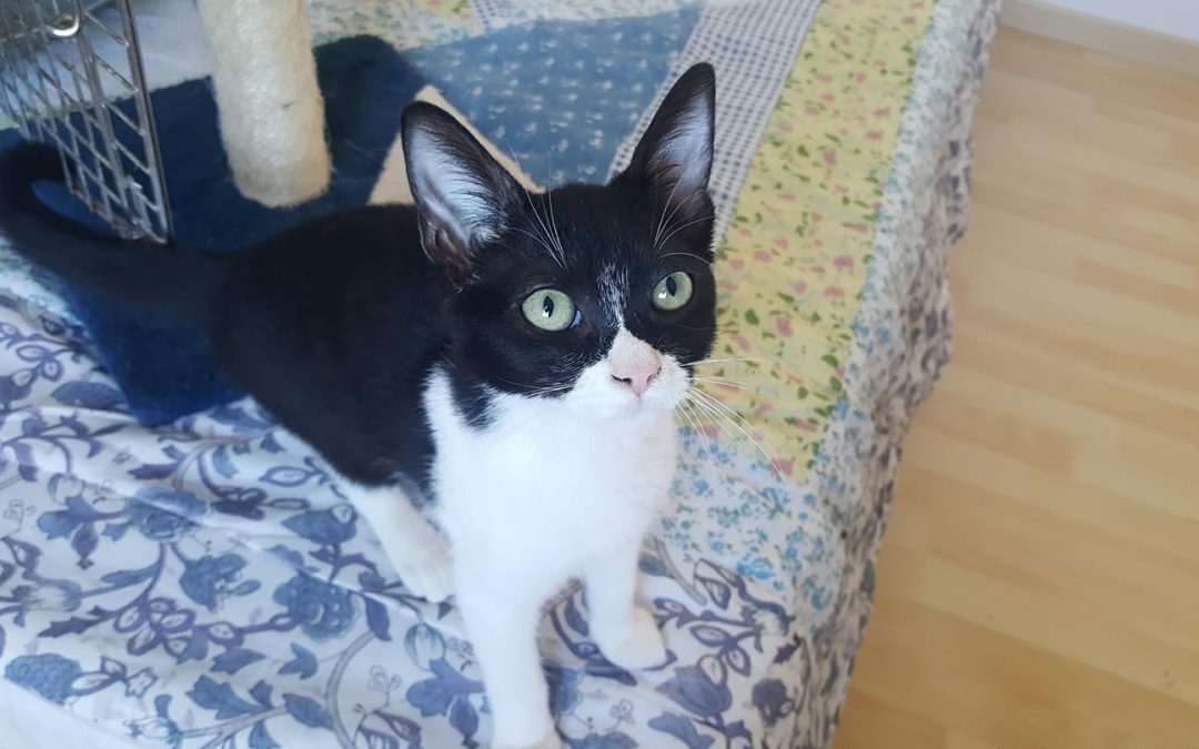 Une deuxième boule de poils adoptée cette semaine