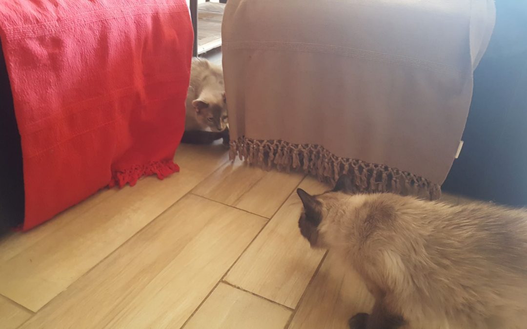 Double belle adoption en ce début de semaine