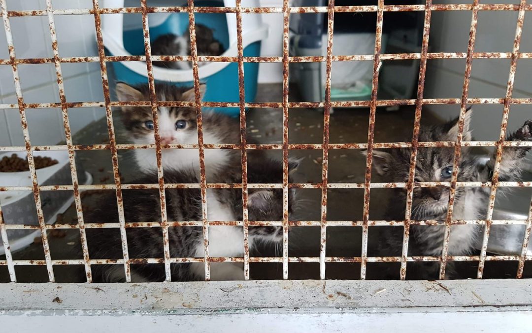 SOS pour 5 chatons d&rsquo;1 mois